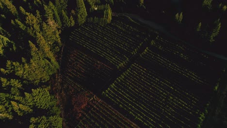 aerial shot of a farm nestled in a redwood forest in northern california