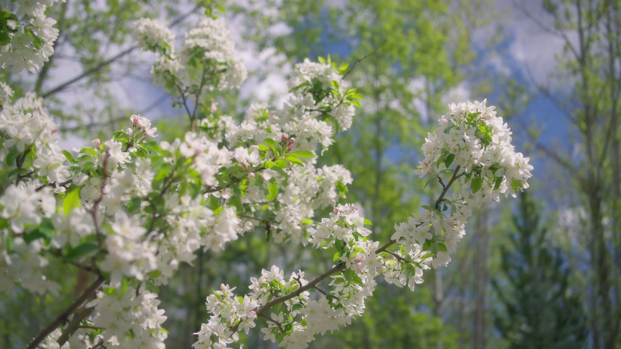 White flowers blooming on apple tree in spring