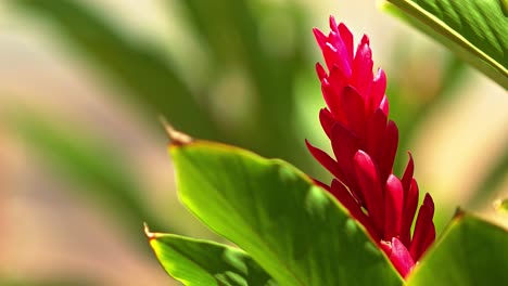 extreme close up shot of a red shell ginger flower