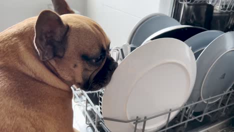 Bulldog-Francés-Travieso-Lamiendo-Un-Plato-Limpio-En-Un-Estante-Para-Platos-En-La-Cocina-De-La-Casa