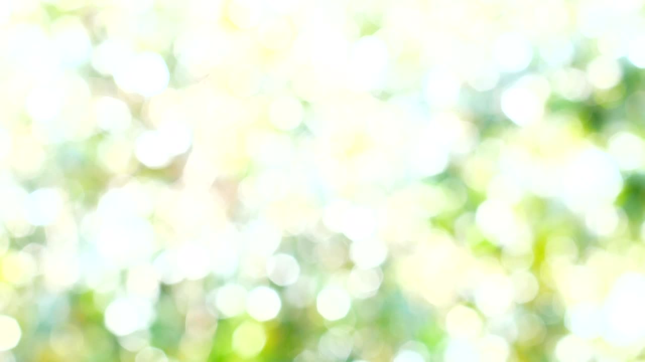 나무 보케 흐릿한 배경