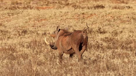 Large-Warthog-in-slow-motion-fleeing-from-danger,-its-tusks-a-warning-to-predators,-in-the-African-bush