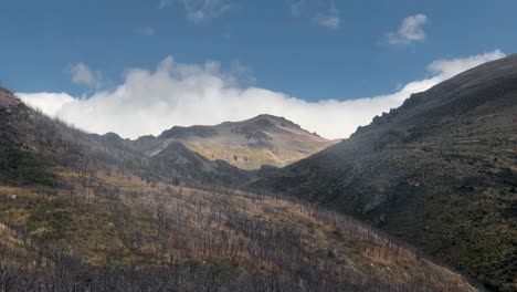 burnt forest on mountainside at the foothills of new zealand's southern alps