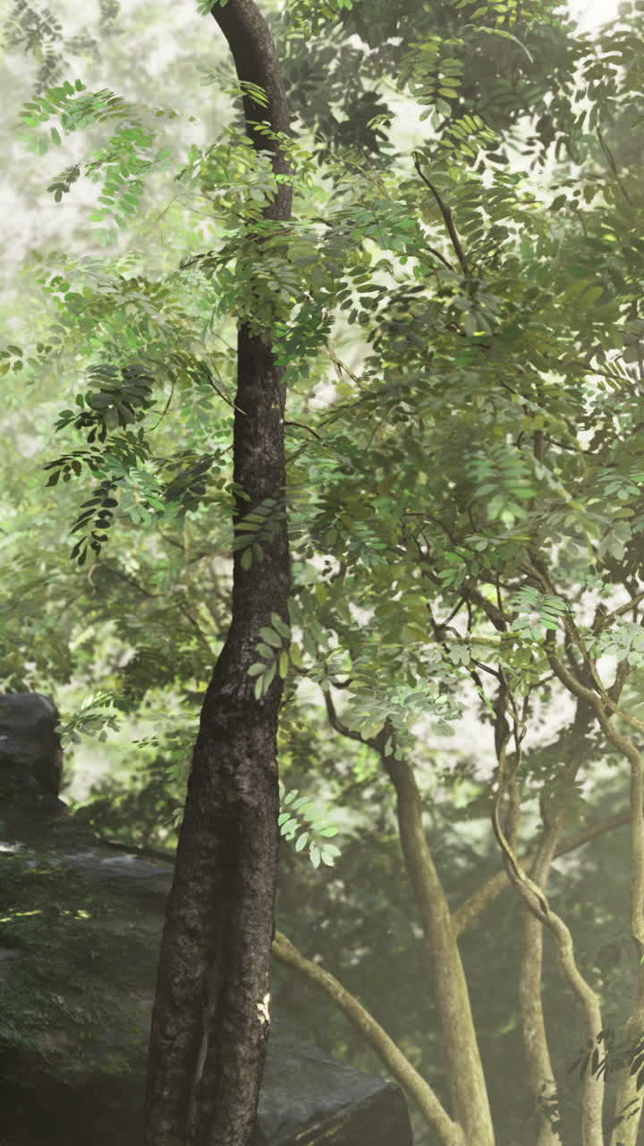 Sunlight filtering through lush trees in a serene forest setting