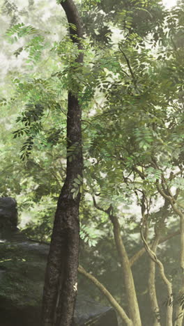 Sunlight filtering through lush trees in a serene forest setting