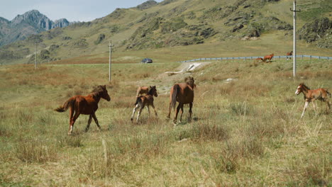 Healthy-foal-with-mother-runs-along-field-against-mountain