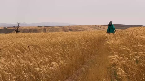 Una-Joven-Camina-Pacíficamente-A-Través-De-Una-Granja-De-Trigo-Qazvin-Irán,-Rodeada-De-Campos-Dorados,-Un-Momento-Sereno-En-La-Belleza-Rural-De-Un-Día-Soleado-En-La-Temporada-De-Verano,-Día,-Ola-De-Viento-Y-Cosecha,-Granja-Agrícola