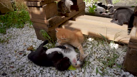 newborn cat - kitten are playing joyfully and enjoying in daylight