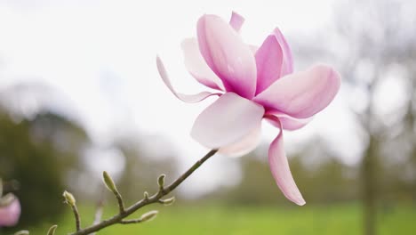 pink magnolia blossom