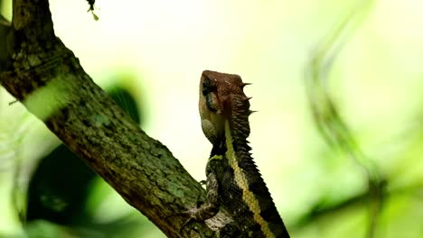 winking its eye and then tilts its head towards the view of the forest, forest garden lizard calotes emma, kaeng krachan national park, thailand