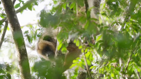 Female-black-howler,-alouatta-caraya-resting-on-tree-top,-peeking-through-the-green-foliage-in-dense-forest-and-look-away-at-ibera-wetlands,-pantanal-natural-region,-close-up-static-shot