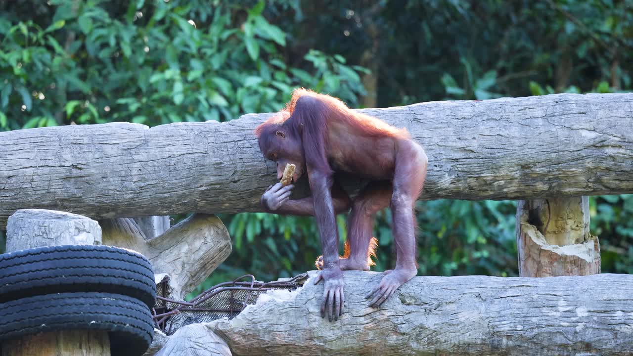 el orangután explora una estructura de madera en el hábitat del zoológico