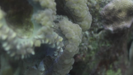Plerogyra-Sinuosa-Coral,-Es-Una-Especie-Gelatinosa-Del-Phylum-Cnidaria