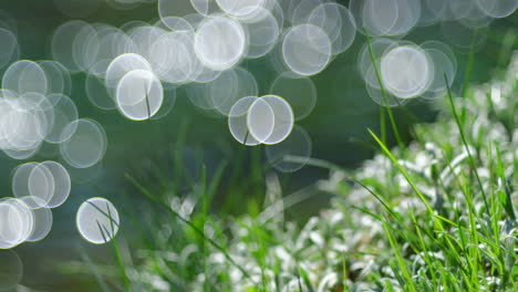 a gently flowing river in the background with a dynamic "soapy bokeh" effect, its circular light reflections dance and shimmer across the water's surface