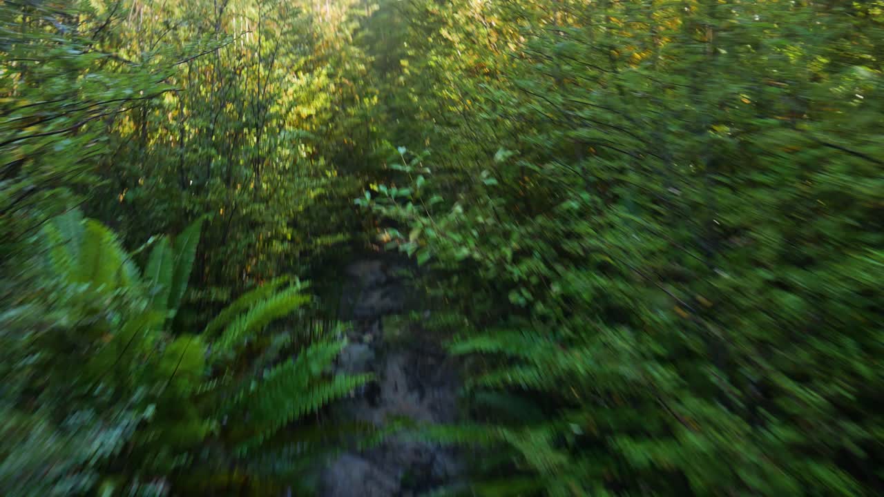 pov through dense bushes in forest