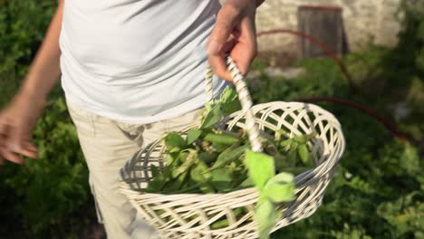 fresh organic broad beans harvested from garden vegetable patch