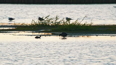 Eurasian-Coot-parent-and-child-shake-feathers-as-they-feed-in-shallow-mud-flat-area-with-pointed-beaks