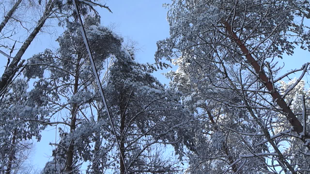 POV or point of view or first person view of walking through a winter forest while watching up in the sky and tree tops that are covered in thick white and fluffy heavy snow during a sunny day.
