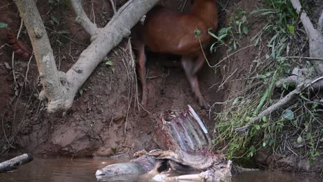 dhole or asian wild dog cuon alpinus, khao yai national park, thailand