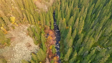 Bosque-De-Pinos-Y-El-Río-Rocoso-En-Un-Día-Soleado-De-Otoño-En-Suecia