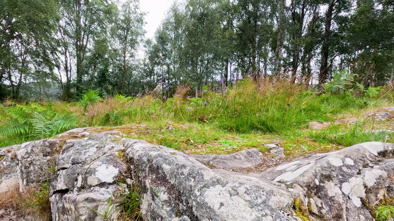 Slow camera pan reveals mossy rocks, wildflowers, and dense trees in soft daylight