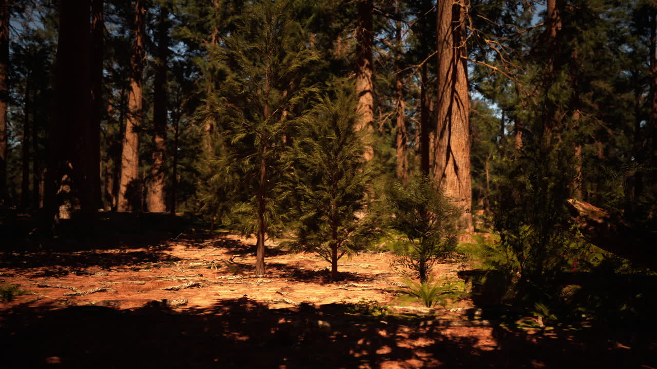 레드우드 숲 의 높은 나무 들