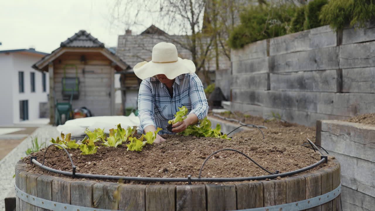 Woman planting lettuce in a wooden barrel planter