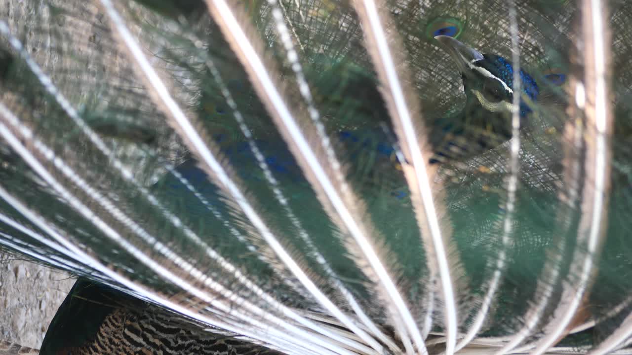 Peacock Feathers and Plumage