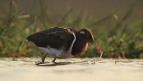 Ein-Blick-Von-Einem-Versunkenen-Fotografischen-Lagunenversteck-Im-Privaten-Wildreservat-Zimanga-An-Einem-Sommertag,-An-Dem-Vögel-Füttern-Und-Trinken