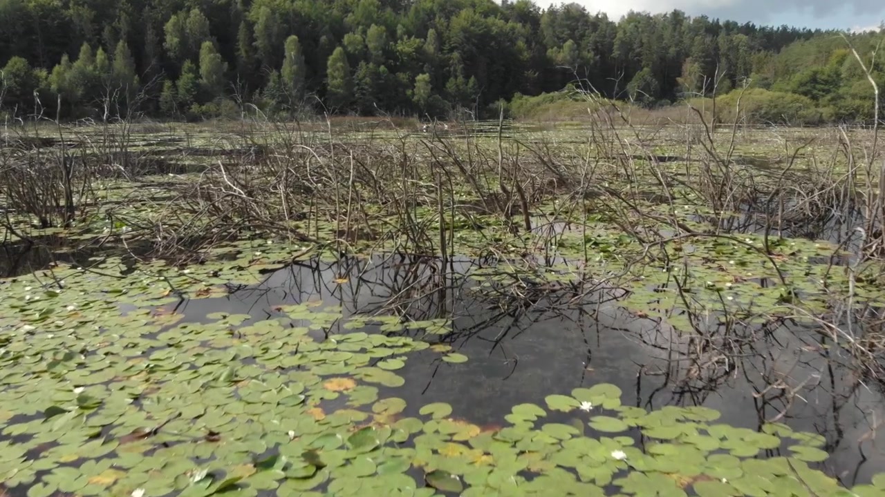 Ampia vista naturale attraverso una tranquilla zona umida lacustre della Casciubia in Polonia, con ninfee, rami sommersi, piante palustri e foresta sotto la luce del sole estivo