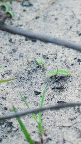 ants and small plants in sand