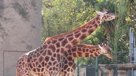 dos jirafas comiendo hojas de un árbol