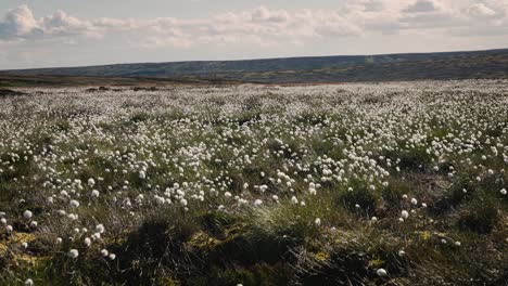 Wollgras-In-Den-North-York-Moors,-In-Der-Nähe-Von-Ralphs-Cross