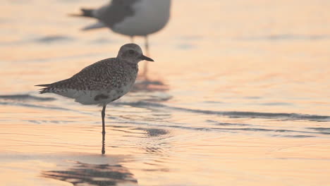 shorebird hopping in beach sand in slow motion