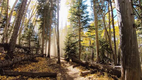 leaves from the aspens trees in the coconino national forest, flagstaff, arizona, fall like rain