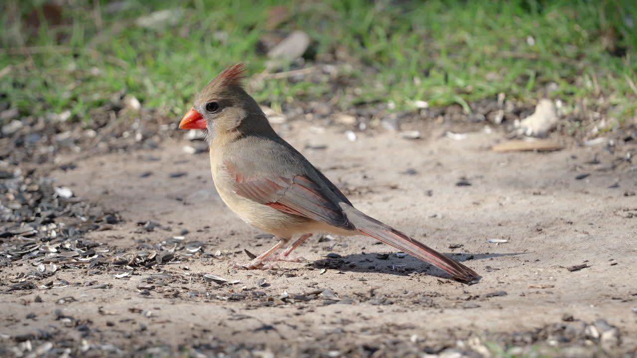 Female cardinal eating seed on the ground and flying away - cardinalis cardinalis