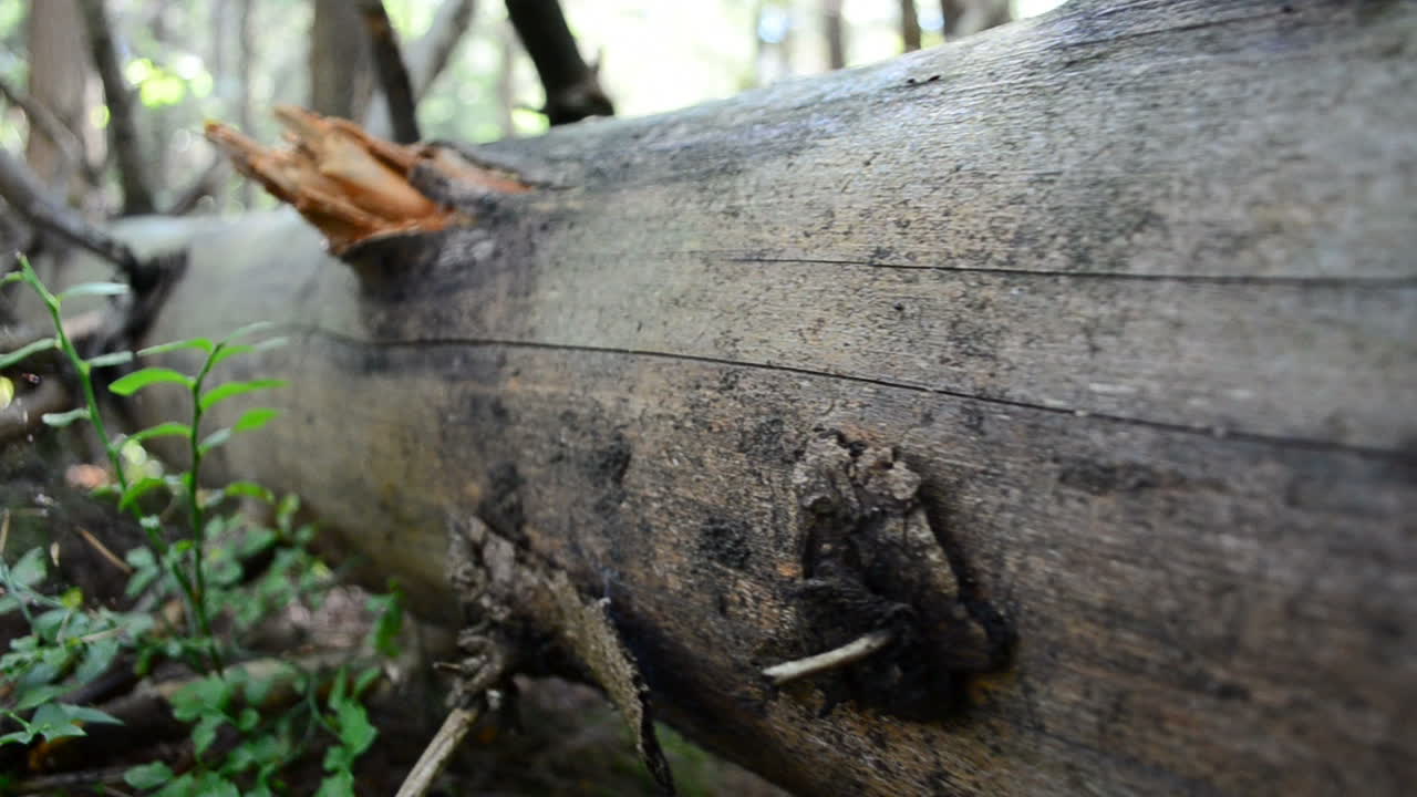 Trunk without bark. Pine trunk