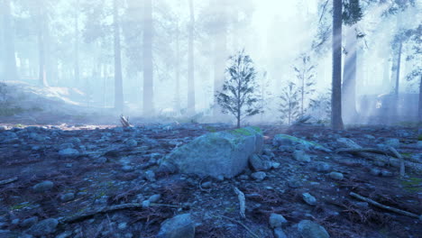 sunlight through fog in a lush forest