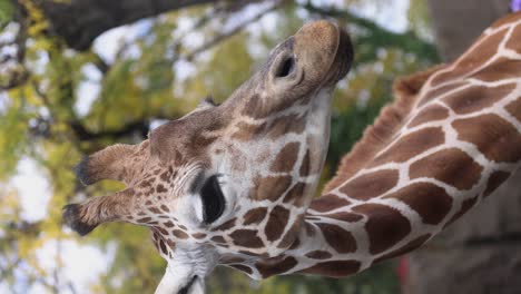 video vertical en cámara lenta de una jirafa comiendo y moviendo su cabeza