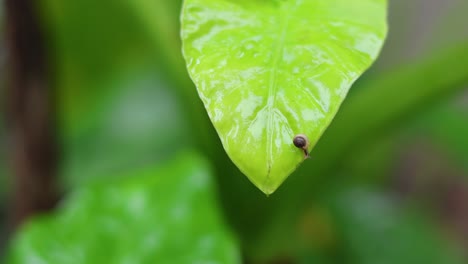 snail slowly traverses the surface of a leaf.