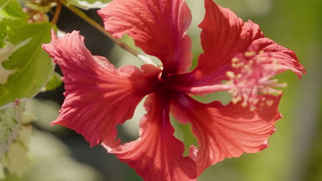 rack focus on bright red hibiscus flower, isle of pines