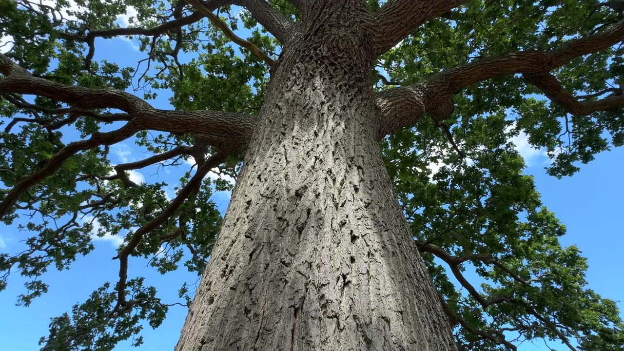 Looking up into a lush green Oak Tree on a summer day in Worcestershire, England.