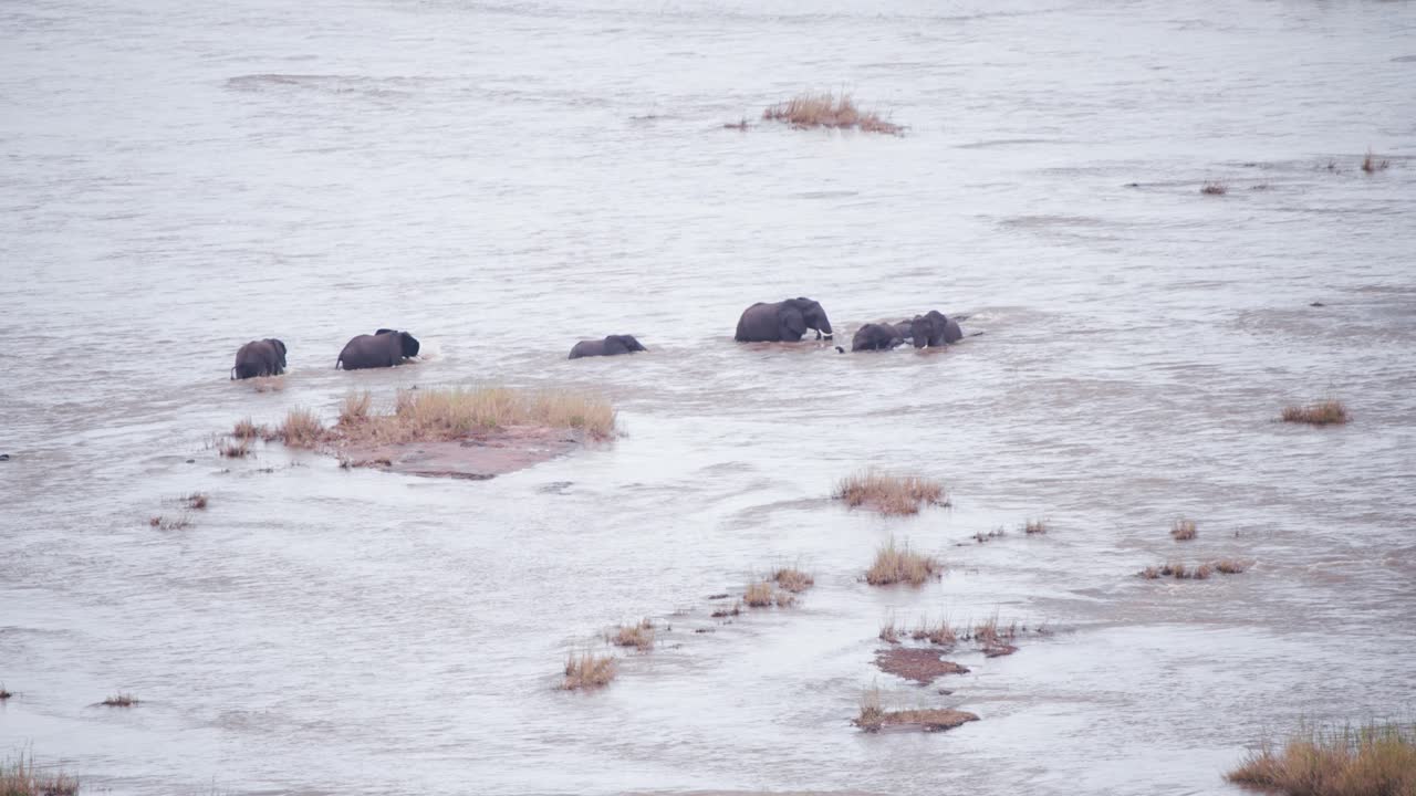 아프리카 코끼리 가족 이 풀 이 많은 섬 들 이 있는 넓은 강 하천 을 가로지르고 있다