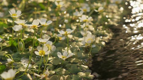 Detailaufnahme-Von-Krähenfuß-Flusspflanzen,-Die-Sich-Bei-Sonnenuntergang,-Goldener-Stunde,-In-Zeitlupe-4k-Auf-Einem-Gebirgsflusswasser-Bewegen