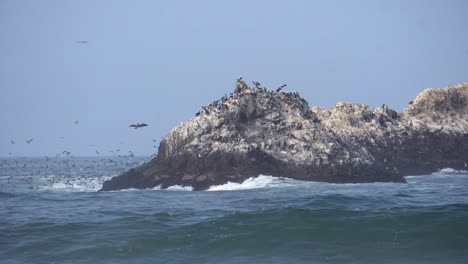 Small-Island-Near-the-Shore-Full-of-Wild-Shore-Birds-Flying-and-Nesting