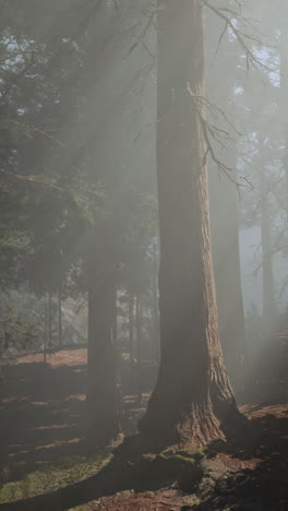sun rays shining through fog in a dense forest