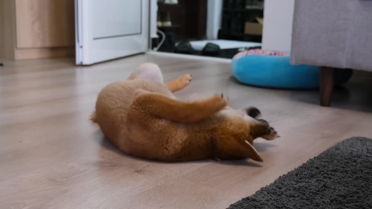 사랑스러운 개 시바 이누 어린 강아지가 귀여운 발을 가지고 놀고 실내에서 나무 바닥에 있는 귀여운 발로 얼굴을 긁고, 클로즈업 핸드헬드 샷