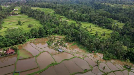 Panoramablick-Auf-Reisfelder-Auf-Den-Reisterrassen-Von-Jatiluwih-In-Bali,-Indonesien