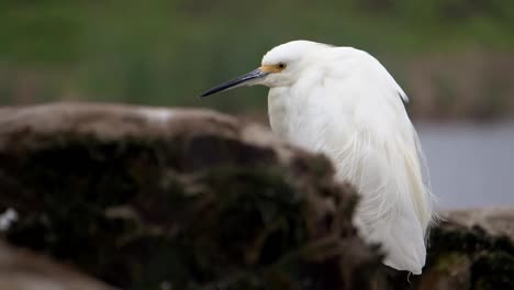 Garza-Nevada-De-Pie-Sobre-Un-árbol-Muerto-Mientras-El-Viento-Mueve-Sus-Plumas