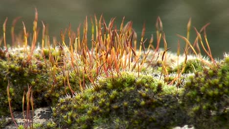 Funiara-Hygrometrica,-also-known-as-Cord-moss,-growing-on-a-sandstone-wall-in-the-village-of-Edmondthorpe-in-Leicestershire,-England